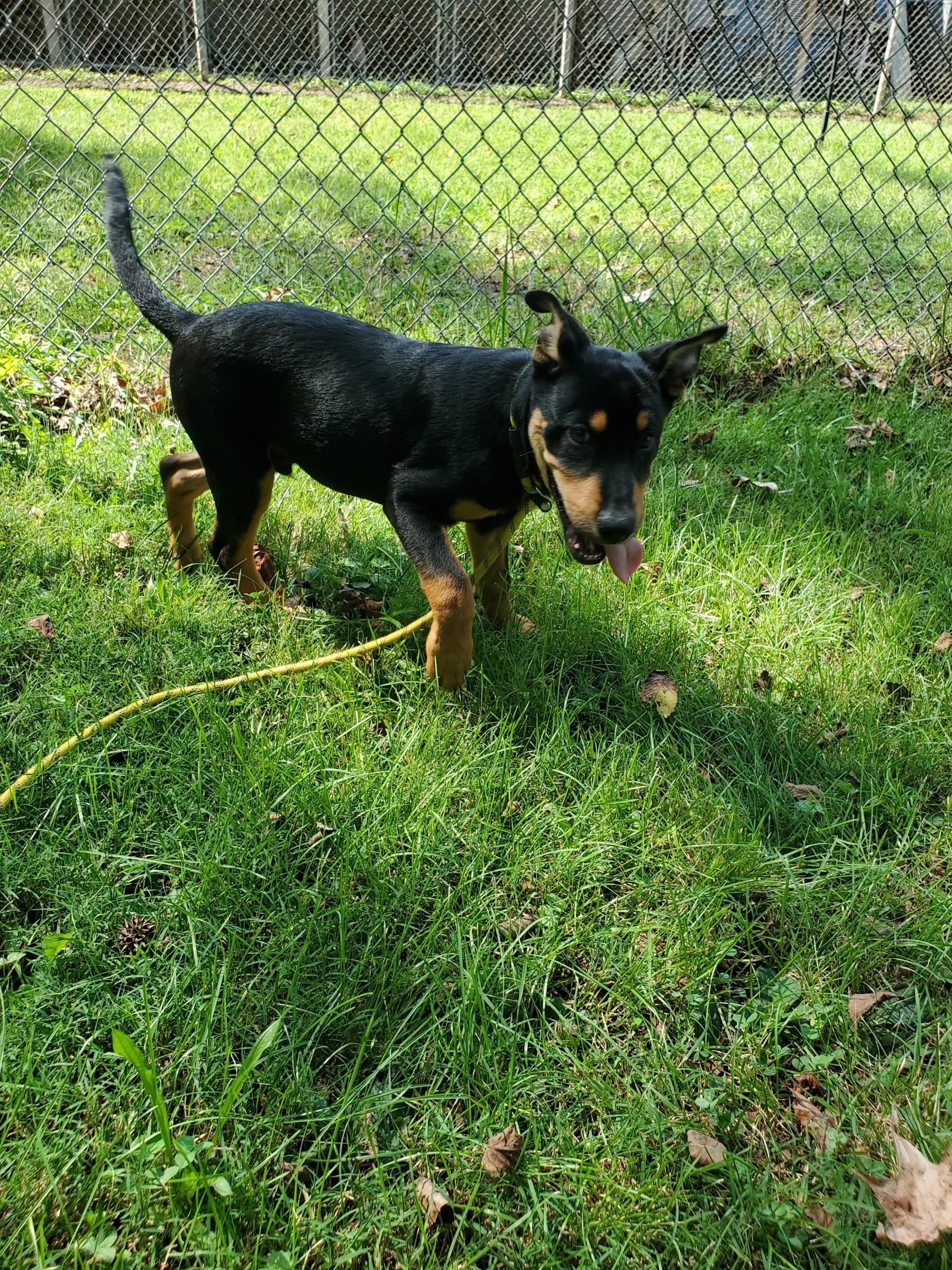 Enlarge Rolo, a Adoptable mixed breed in Petersburg, VA image 5/6