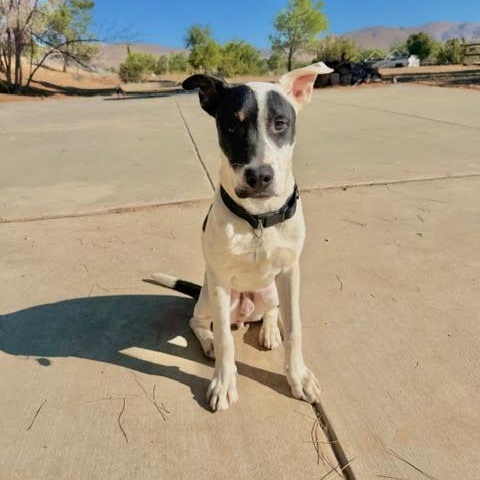 Enlarge Wilbur, a Adoptable mixed breed in Sun Valley, CA image 3/4