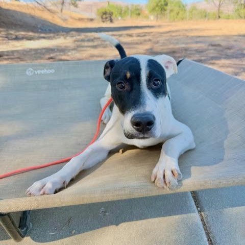 Enlarge Wilbur, a Adopted mixed breed in Sun Valley, CA image 4/6