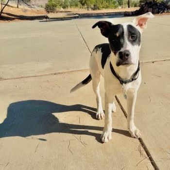 Wilbur, Adoptable, Young Male Pit Bull Terrier & American Staffordshire Terrier.