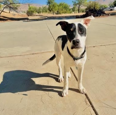 Enlarge Wilbur, a Adoptable mixed breed in Sun Valley, CA image 2/4