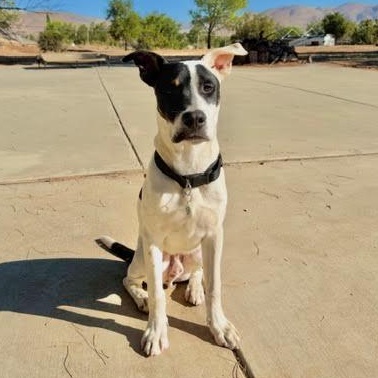 Enlarge Wilbur, a Adoptable mixed breed in Sun Valley, CA image 1/4