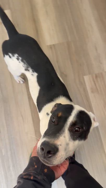 Enlarge Wilbur, a Adoptable mixed breed in Sun Valley, CA video 4/4