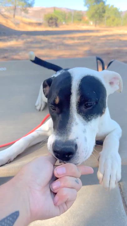 Enlarge Wilbur, a Adopted mixed breed in Sun Valley, CA video 6/6