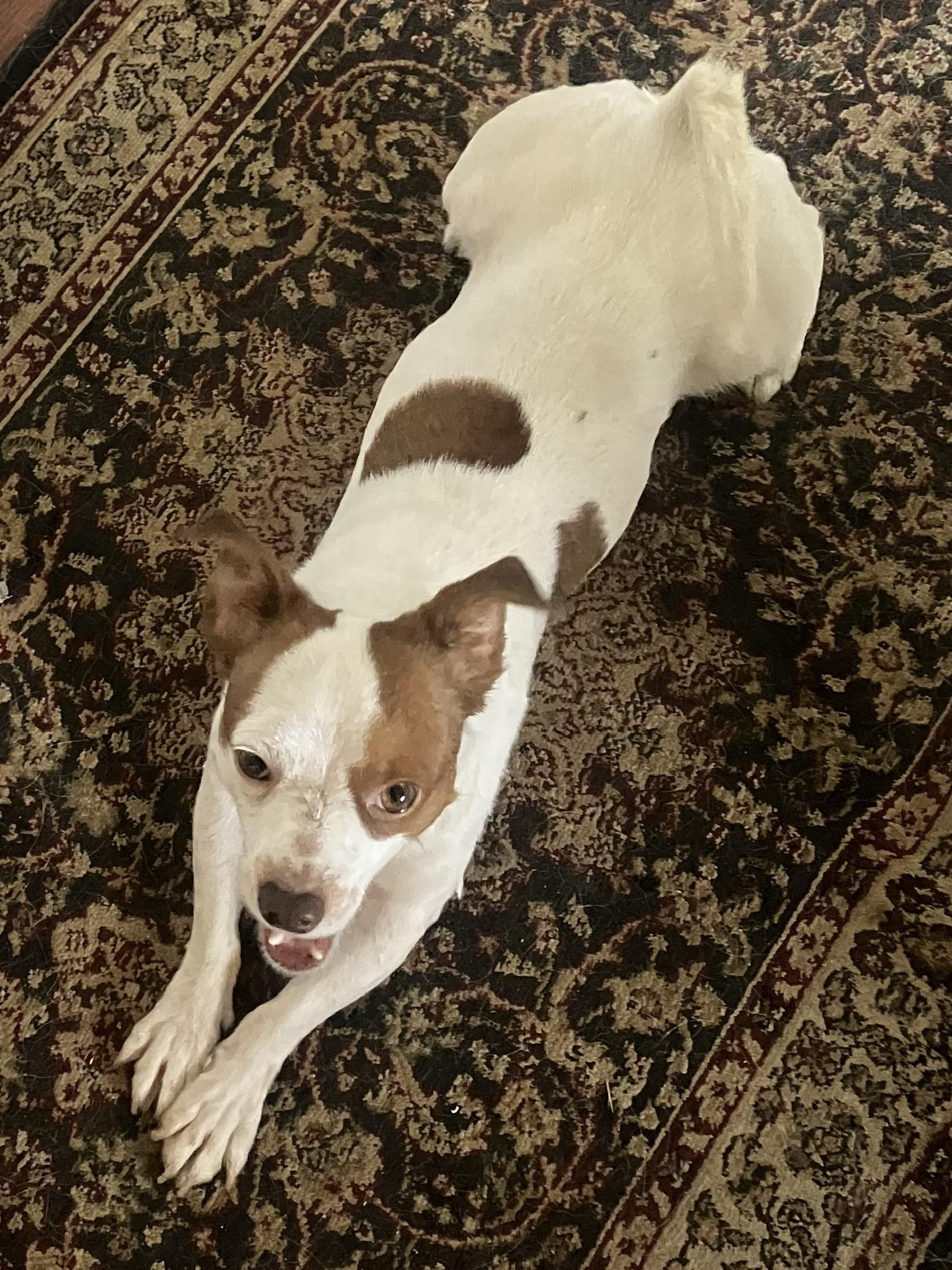 BUDDY, Adult Male unknown