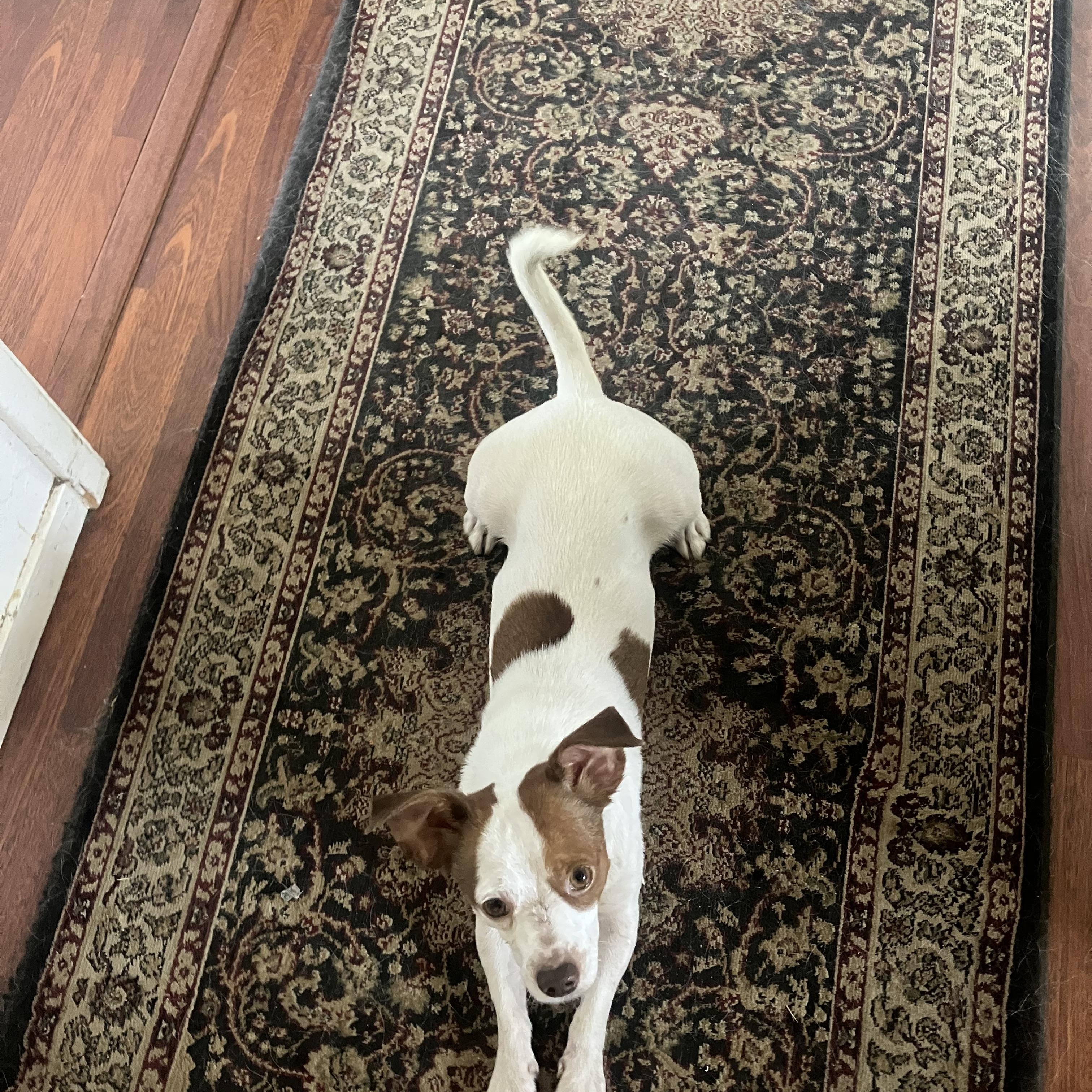 BUDDY photo 3