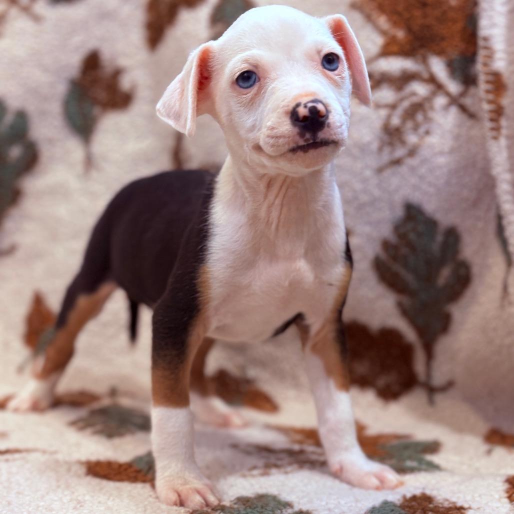 Enlarge Ketak , an adopted mixed breed in Fenton, MI image 1/5