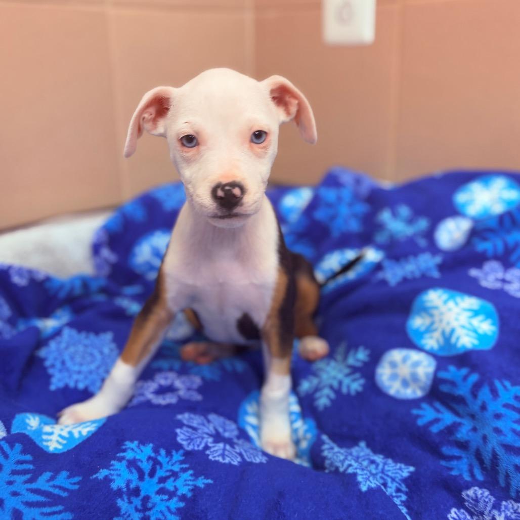 Enlarge Ketak , an adopted mixed breed in Fenton, MI image 2/5