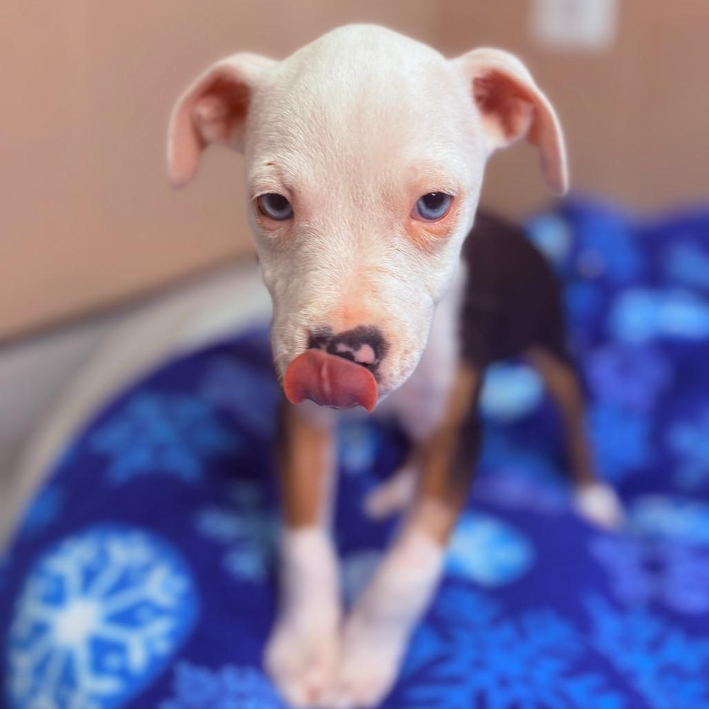 Enlarge Ketak , an adopted mixed breed in Fenton, MI image 4/5