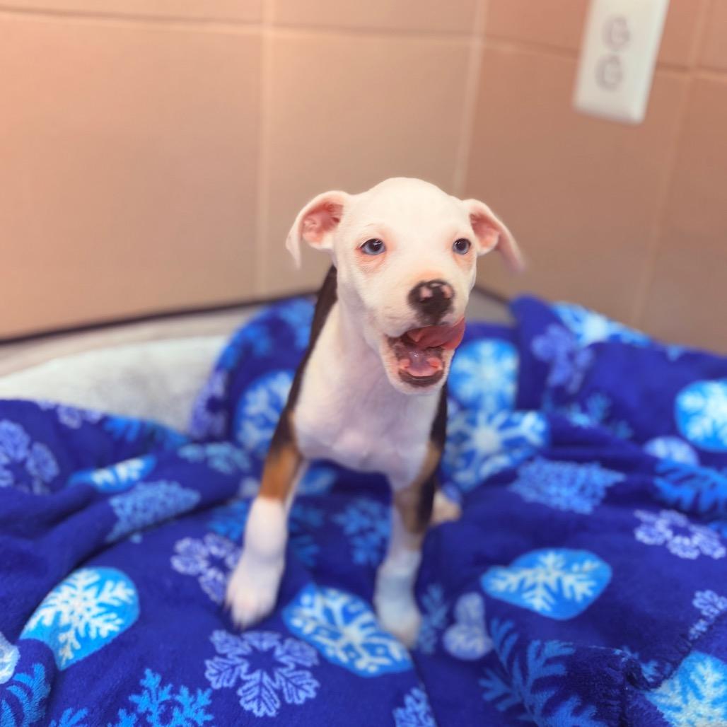 Enlarge Ketak , an adopted mixed breed in Fenton, MI image 3/5