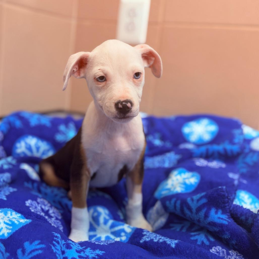 Enlarge Ketak , an adopted mixed breed in Fenton, MI image 5/5