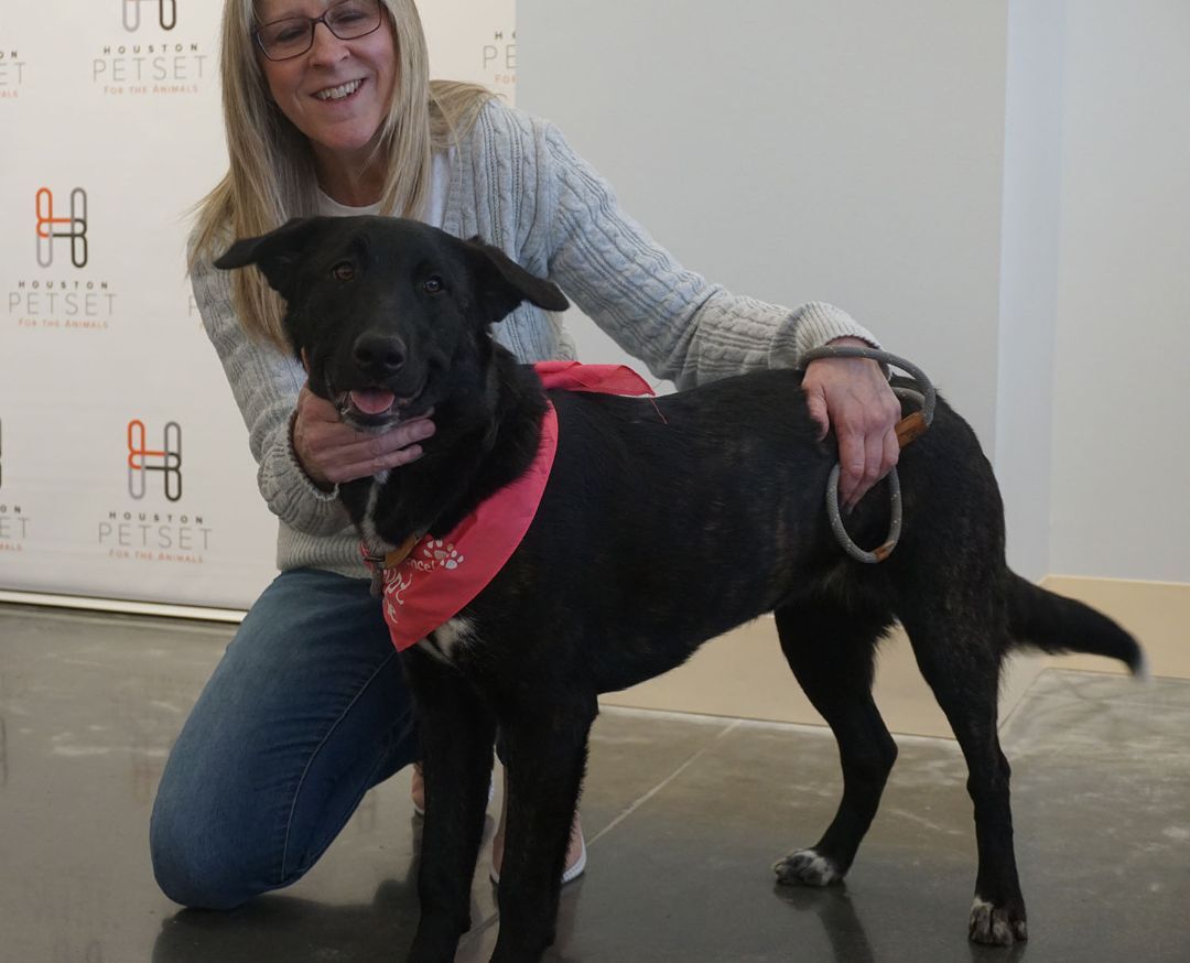 Maka, a Adoptable mixed breed in Houston, TX image 1/12