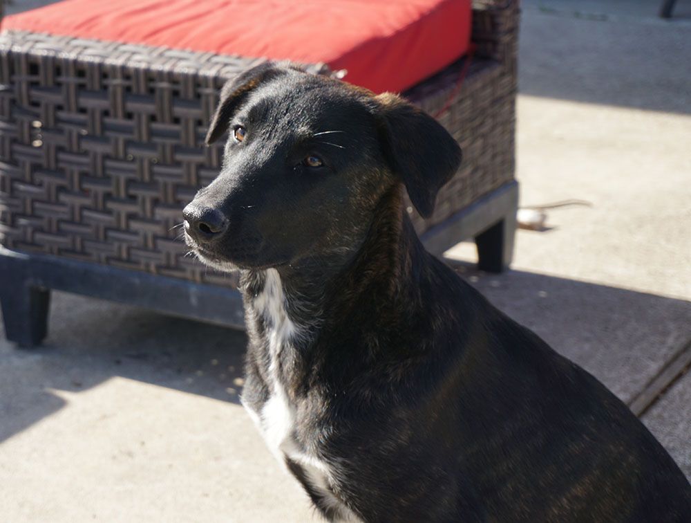 Maka, a Adoptable mixed breed in Houston, TX image 2/12