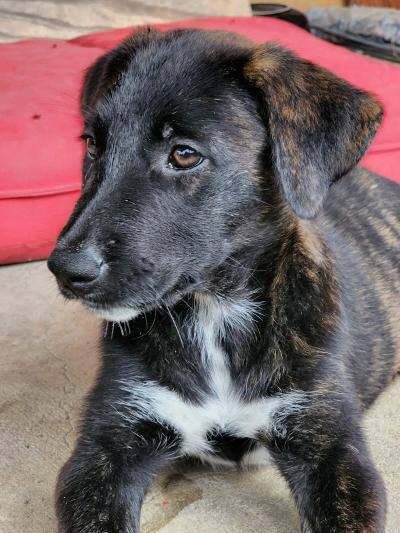 Maka, a Adoptable mixed breed in Houston, TX image 3/12