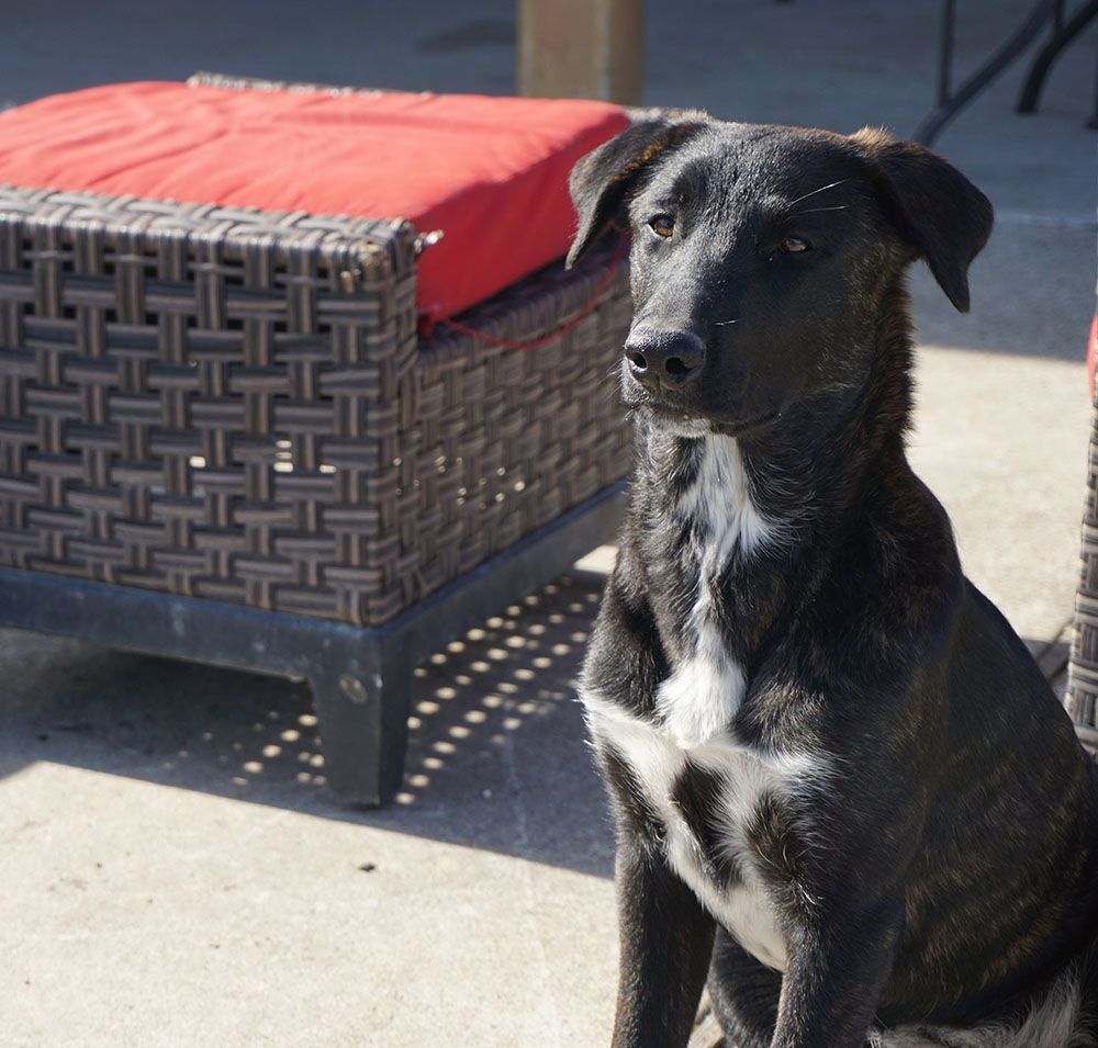 Maka, a Adoptable mixed breed in Houston, TX image 4/12