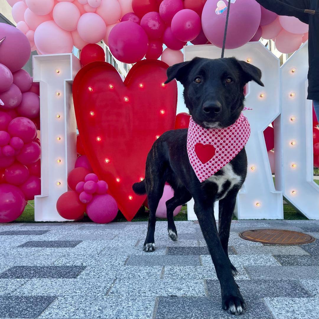 Maka, a Adoptable mixed breed in Houston, TX image 5/12