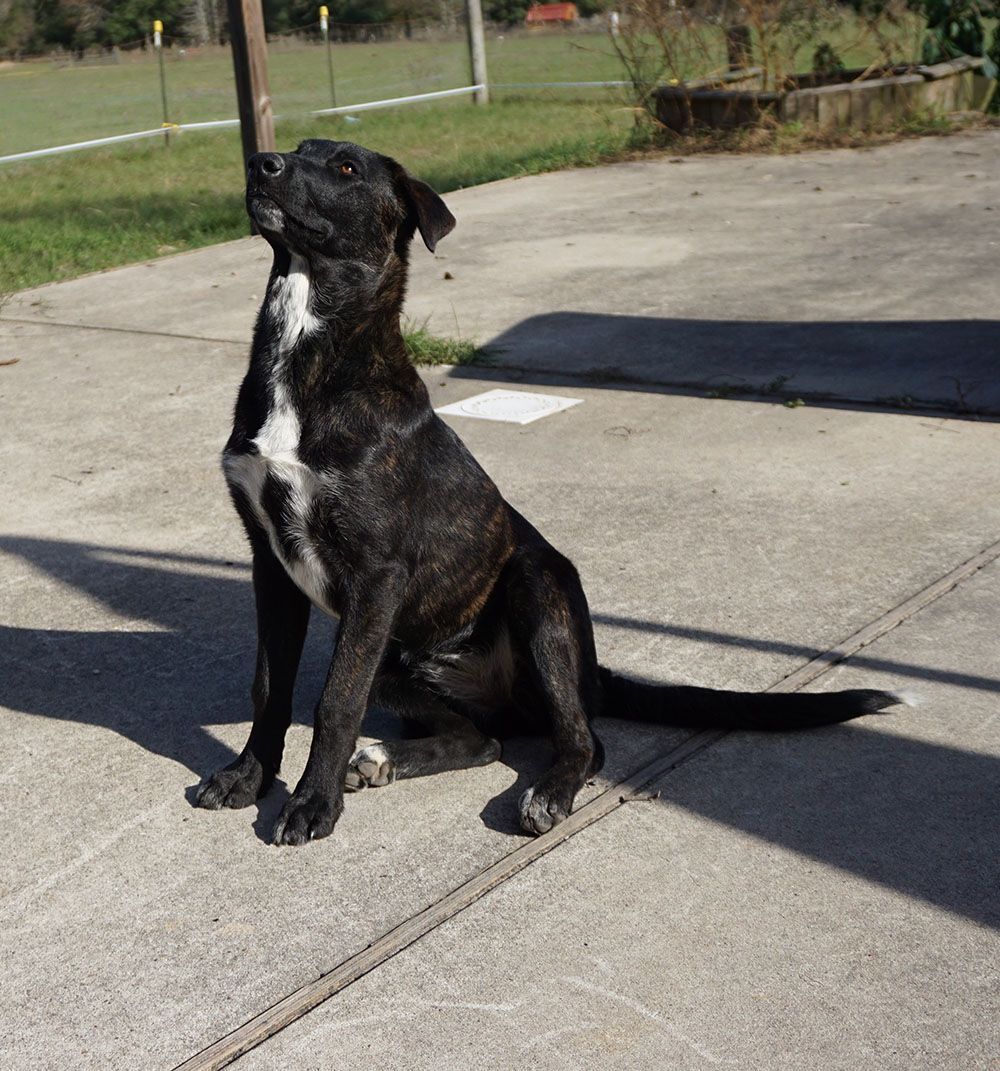 Maka, a Adoptable mixed breed in Houston, TX image 6/12