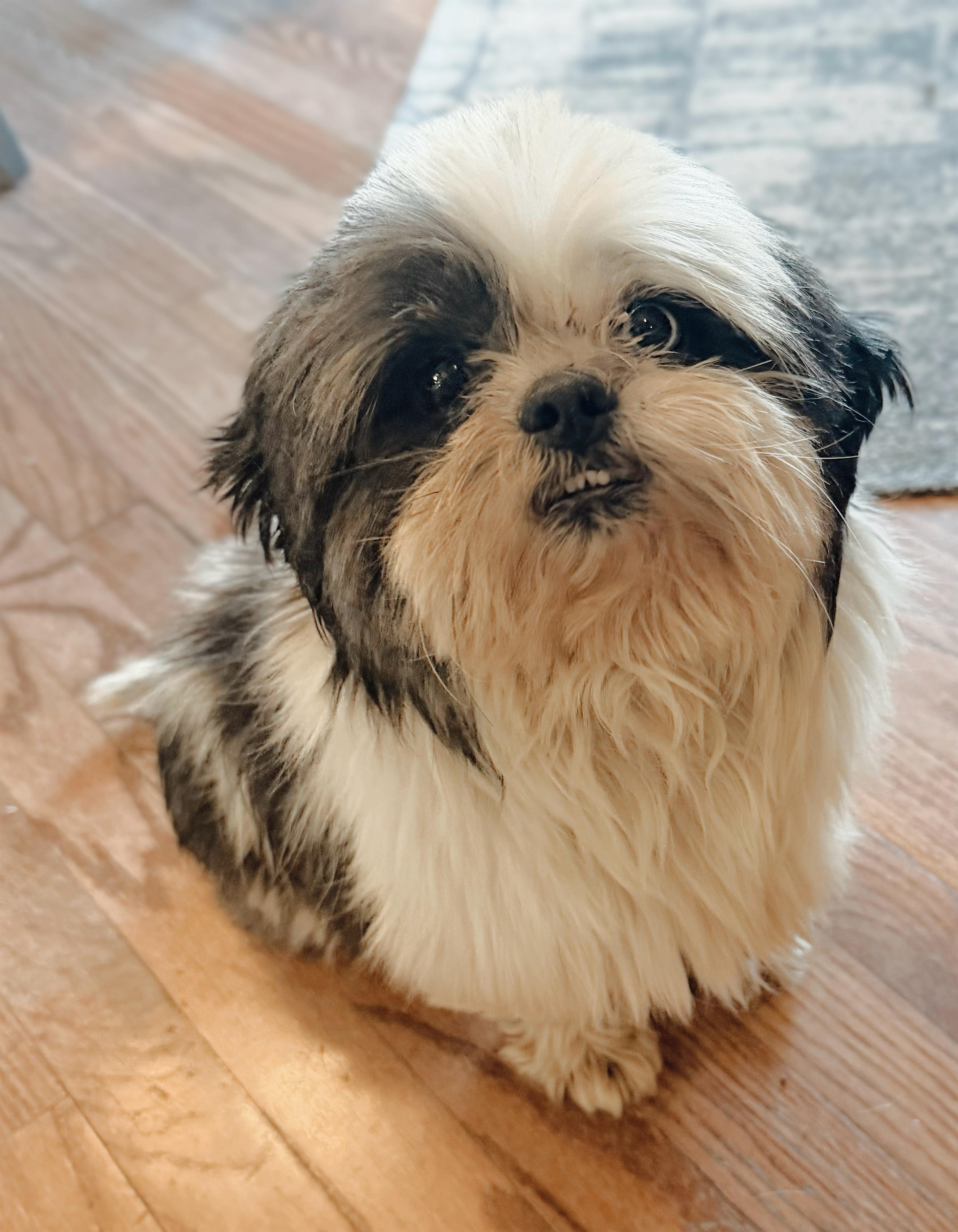 Leo, adopted, Adult Male Shih Tzu.