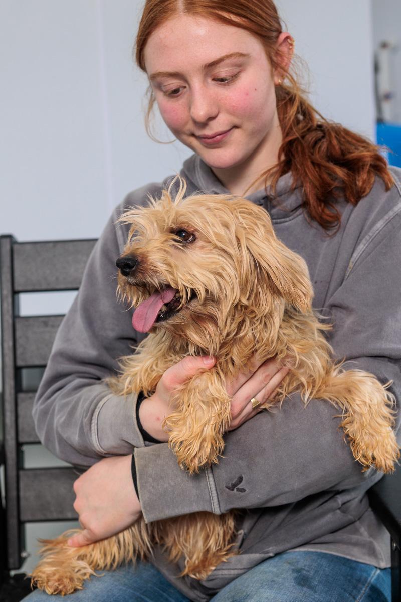 Persimmon, adopted, Young Female Miniature Poodle & Yorkshire Terrier.