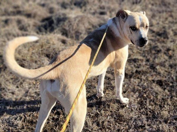 Cooper, an adopted Catahoula Leopard Dog in Bartlesville, OK image 2/3