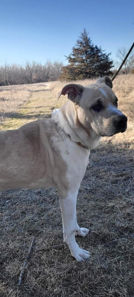 Cooper, an adopted Catahoula Leopard Dog in Bartlesville, OK image 3/3