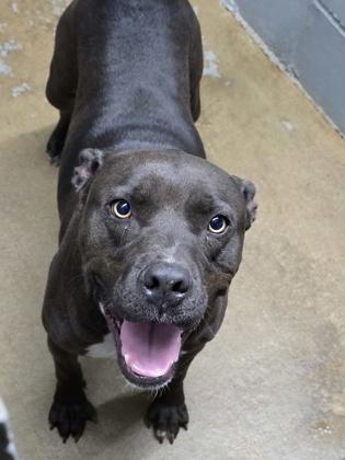 Enlarge Atlas, a Adoptable mixed breed in Bedford, IN image 1/1