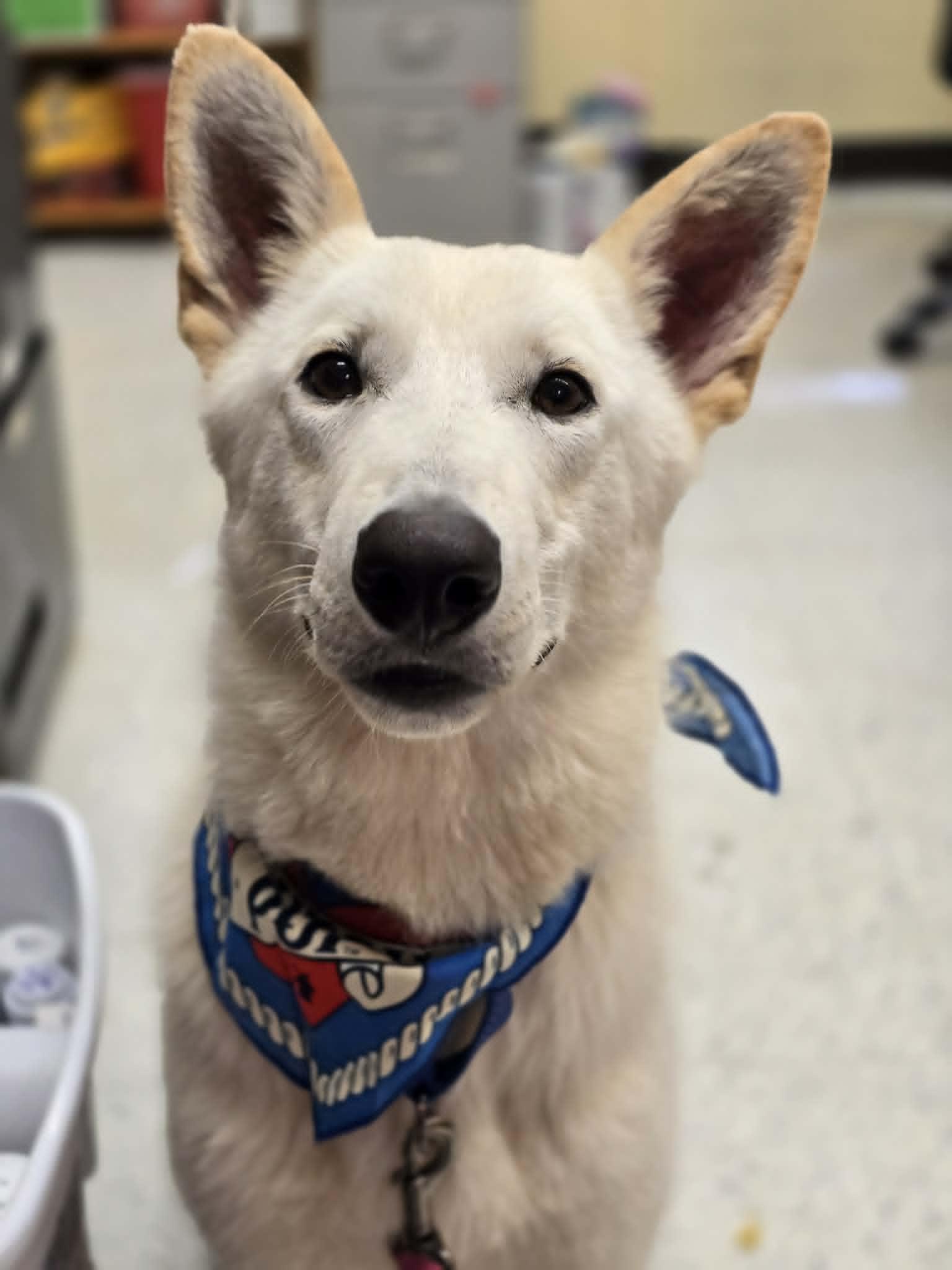 Good Soup, a ADOPTABLE mixed breed in Grants Pass, OR image 4/5