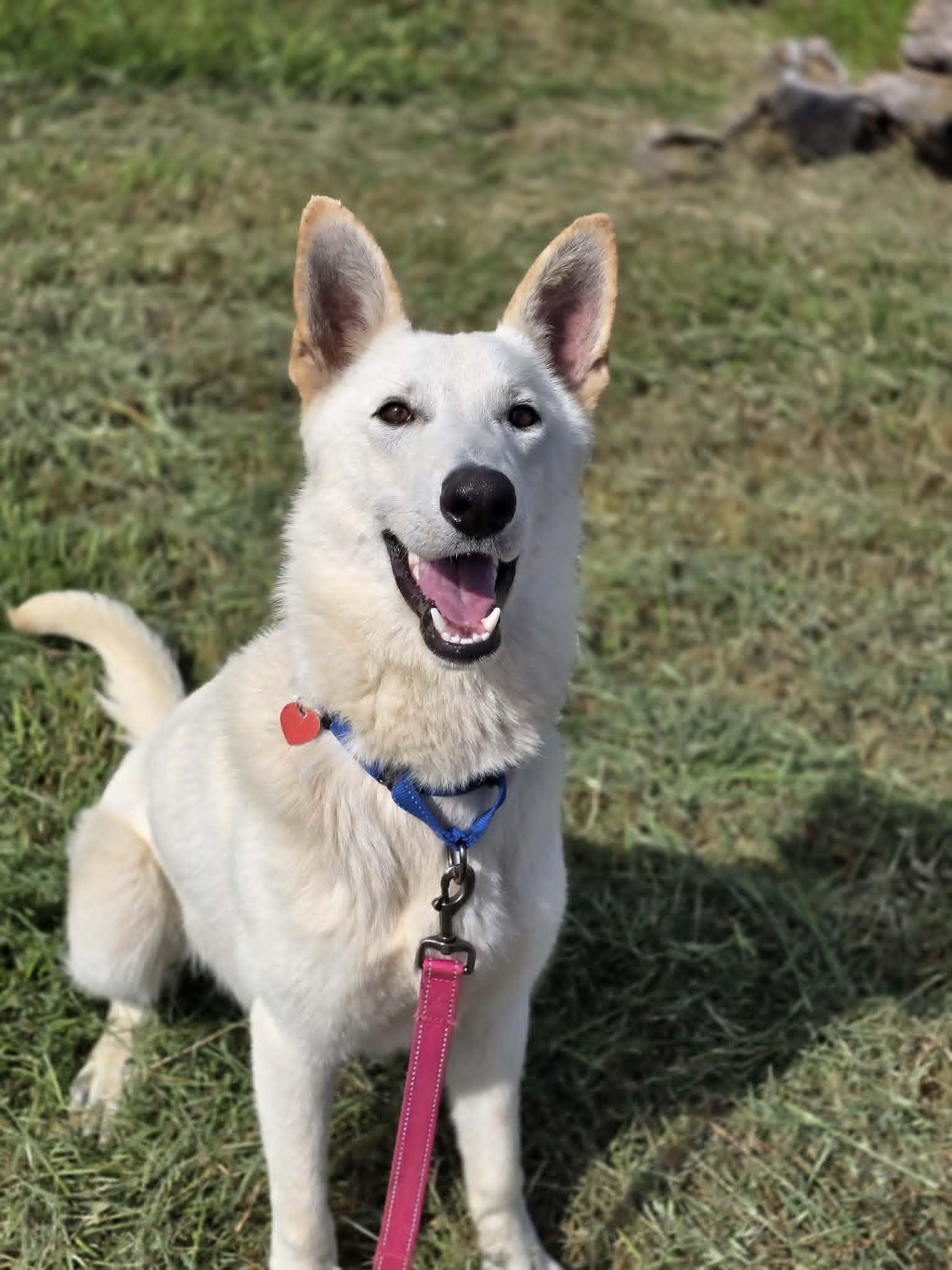 Good Soup, ADOPTABLE, Young Male Border Collie & Husky.