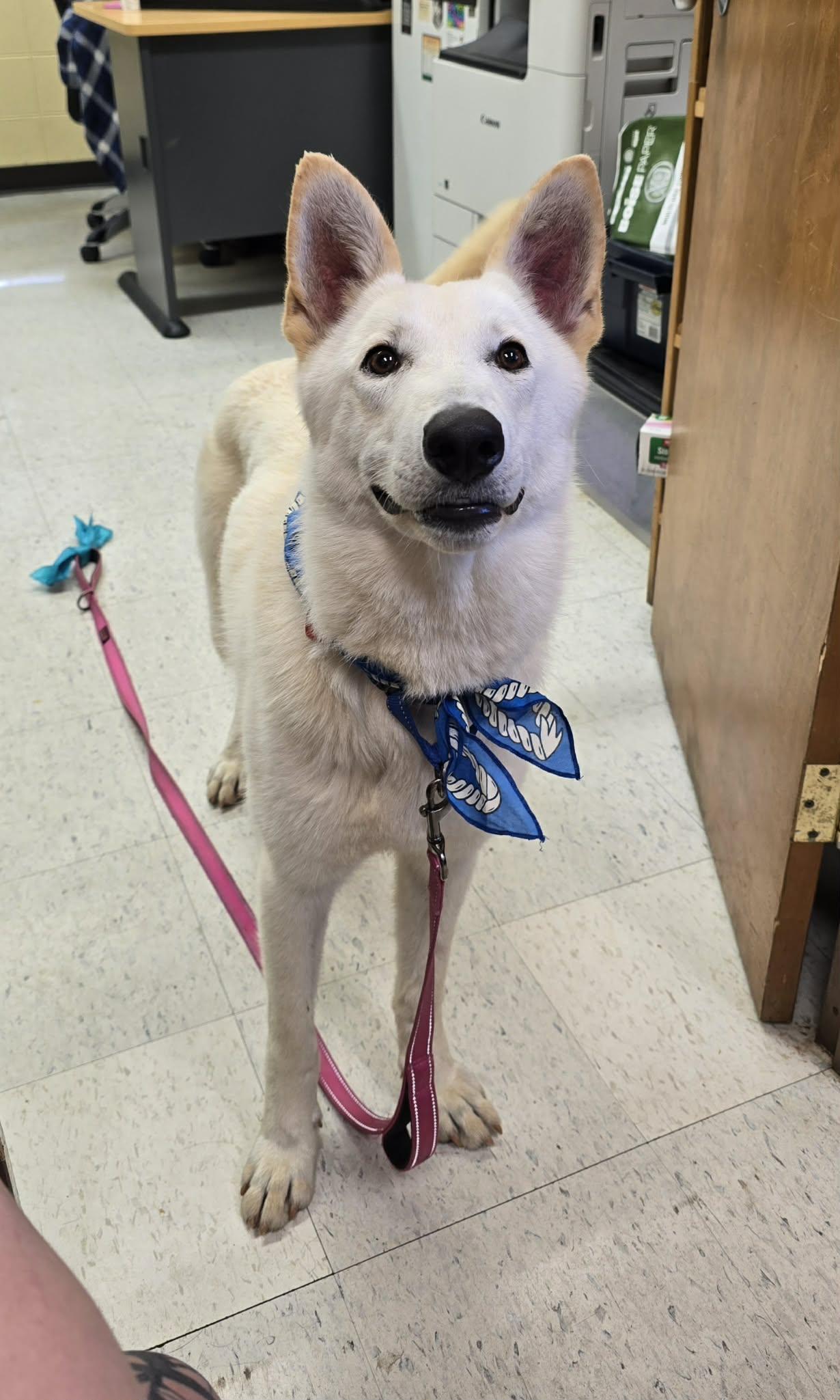 Good Soup, a ADOPTABLE mixed breed in Grants Pass, OR image 2/5