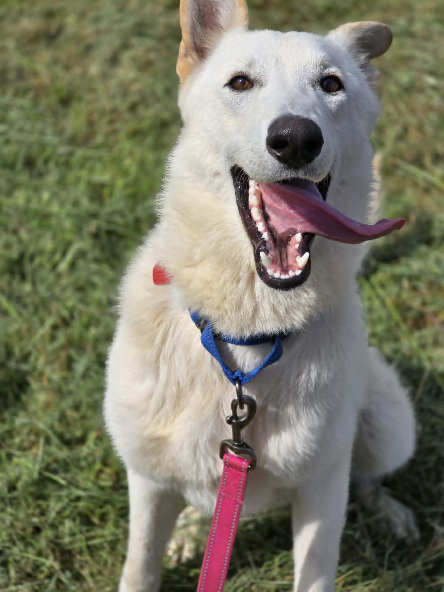 Good Soup, a ADOPTABLE mixed breed in Grants Pass, OR image 5/5