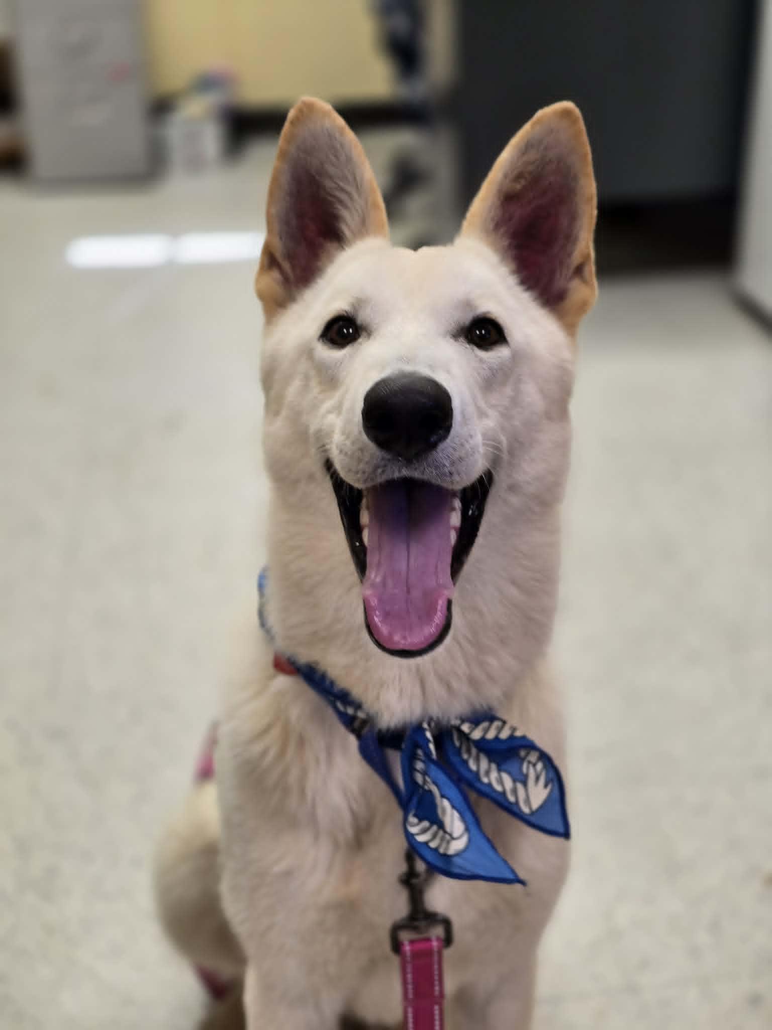 Good Soup, a ADOPTABLE mixed breed in Grants Pass, OR image 3/5