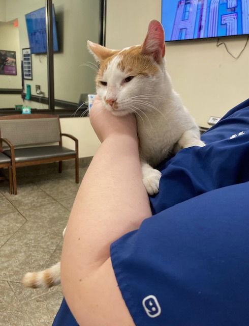 Enlarge Chester, a Adoptable Domestic Short Hair in Macedonia, OH image 1/3
