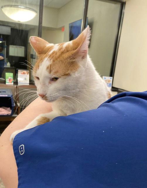 Enlarge Chester, a Adoptable Domestic Short Hair in Macedonia, OH image 2/3