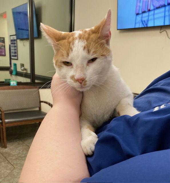 Enlarge Chester, a Adoptable Domestic Short Hair in Macedonia, OH image 3/3