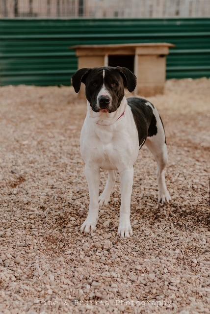 Enlarge Millie*, a Adoptable mixed breed in Hot Springs, SD image 1/1