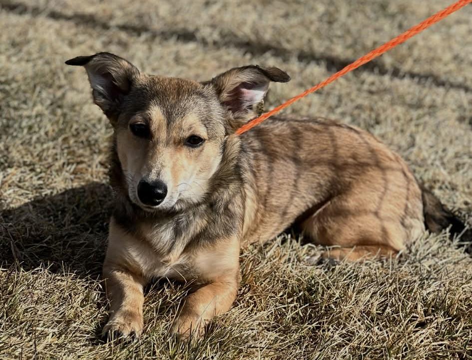 Enlarge Gigi, an adopted mixed breed in Las Vegas, NV image 2/3