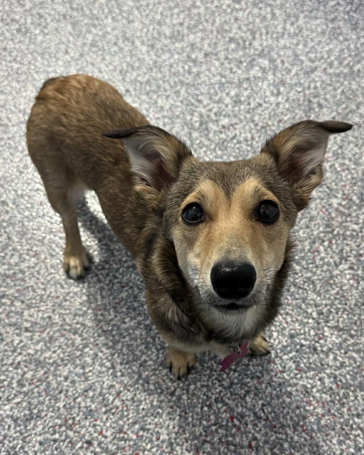 Gigi, adopted, Puppy Female Corgi.