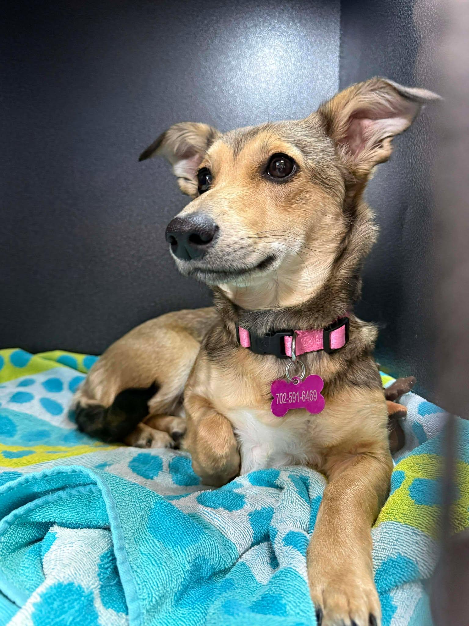 Enlarge Gigi, an adopted mixed breed in Las Vegas, NV image 3/3