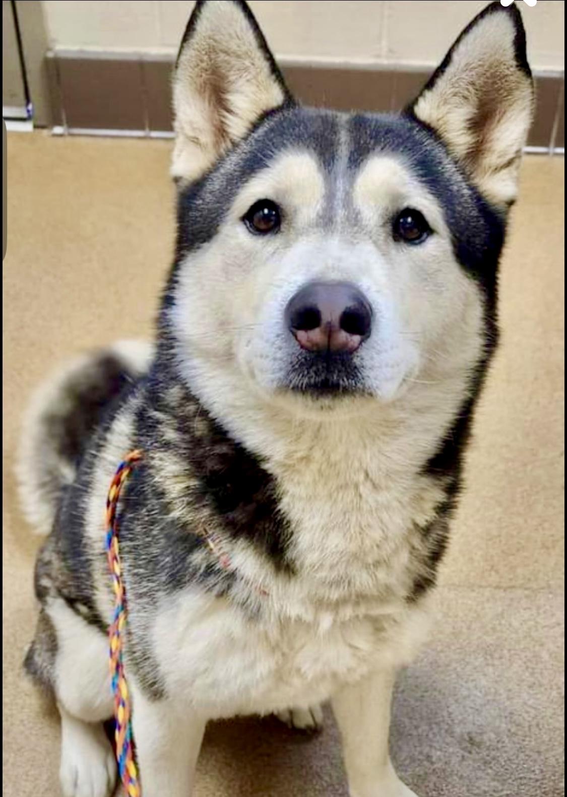 Ranger, Adoptable, Adult Male Siberian Husky & Husky.
