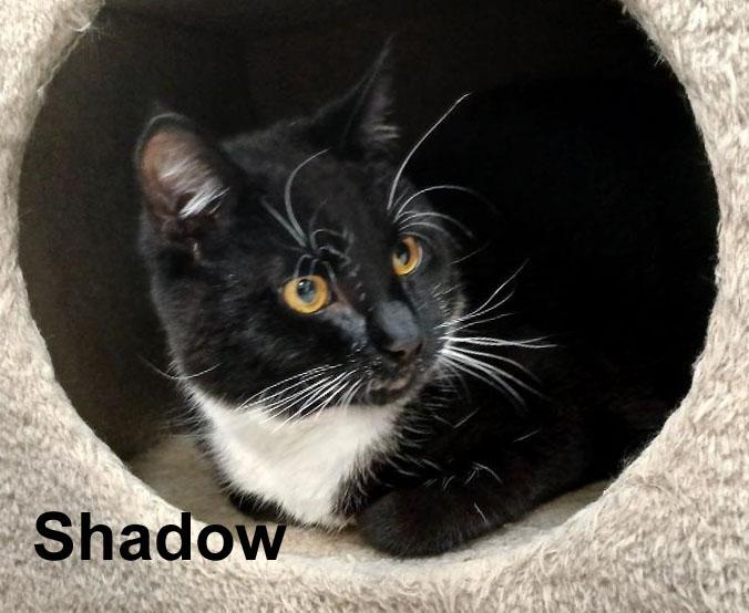 Shadow Fis.-Bar. (sweet curious, playful & handsome boy) — thumbnail 2