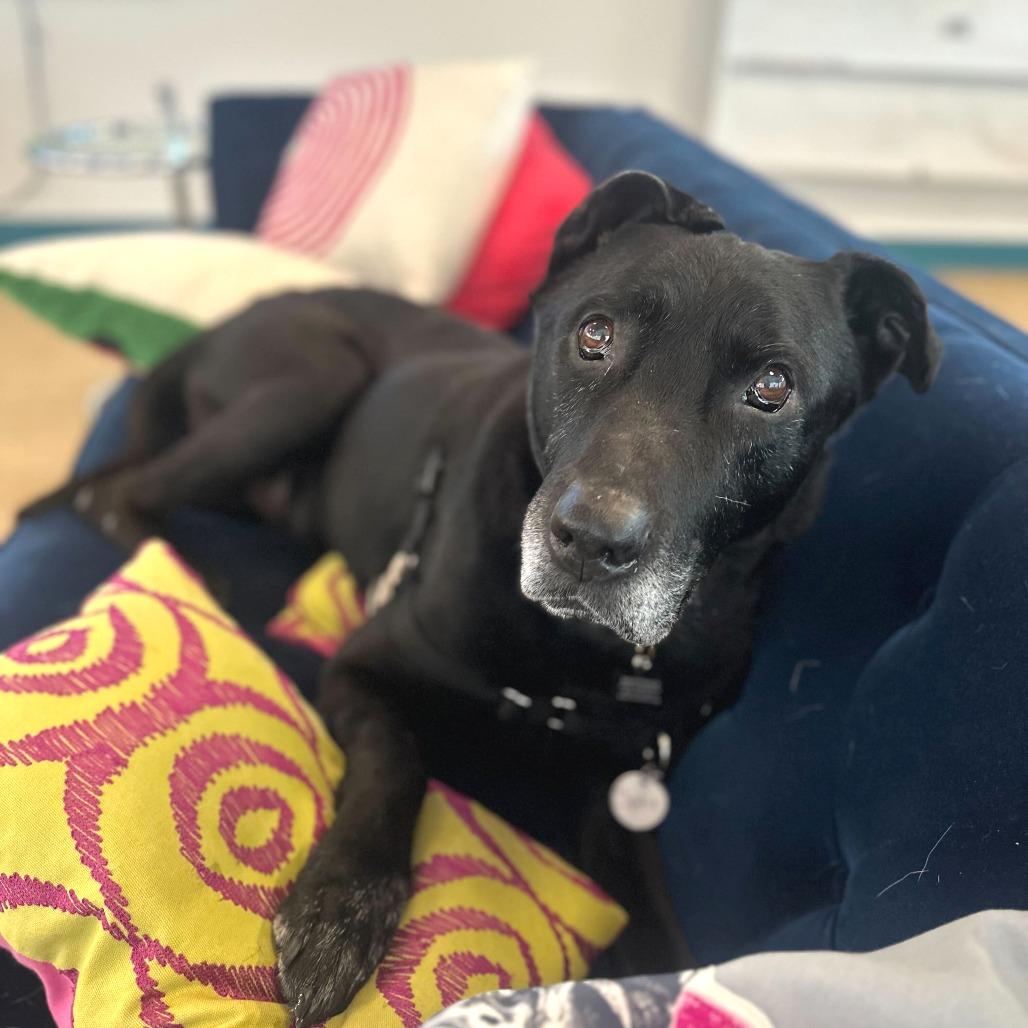 Spirit 13819, Adoptable, Senior Male Black Labrador Retriever & Cane Corso.