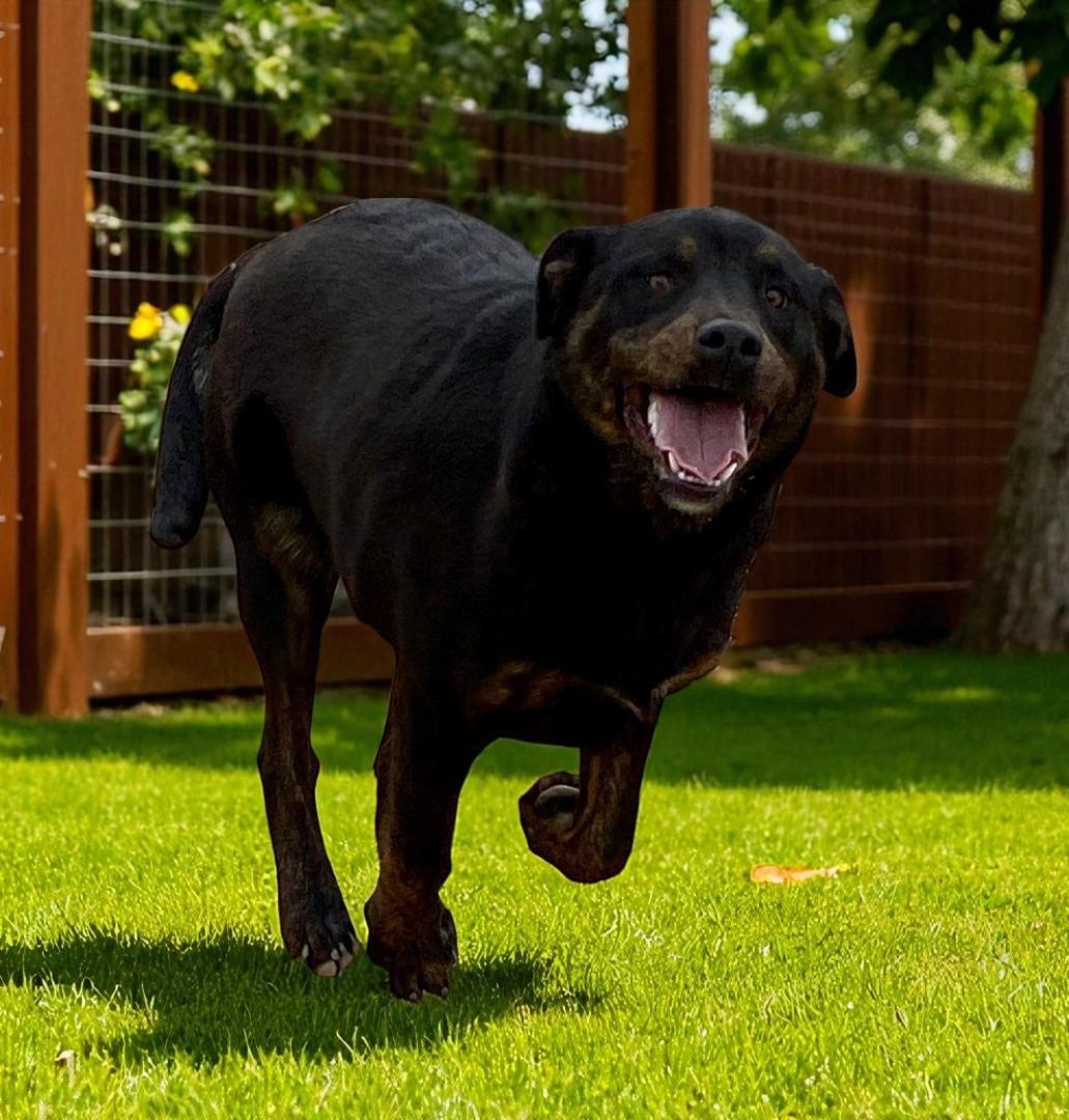 Enlarge Aaliyah, a Adoptable mixed breed in Carson City, NV image 1/1