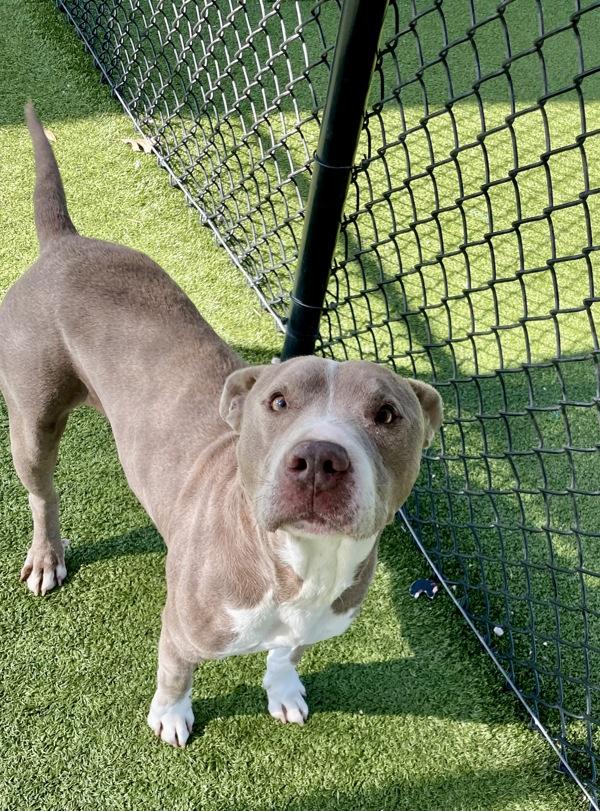 Enlarge Otis, a Adoptable mixed breed in Lafayette, LA image 2/4