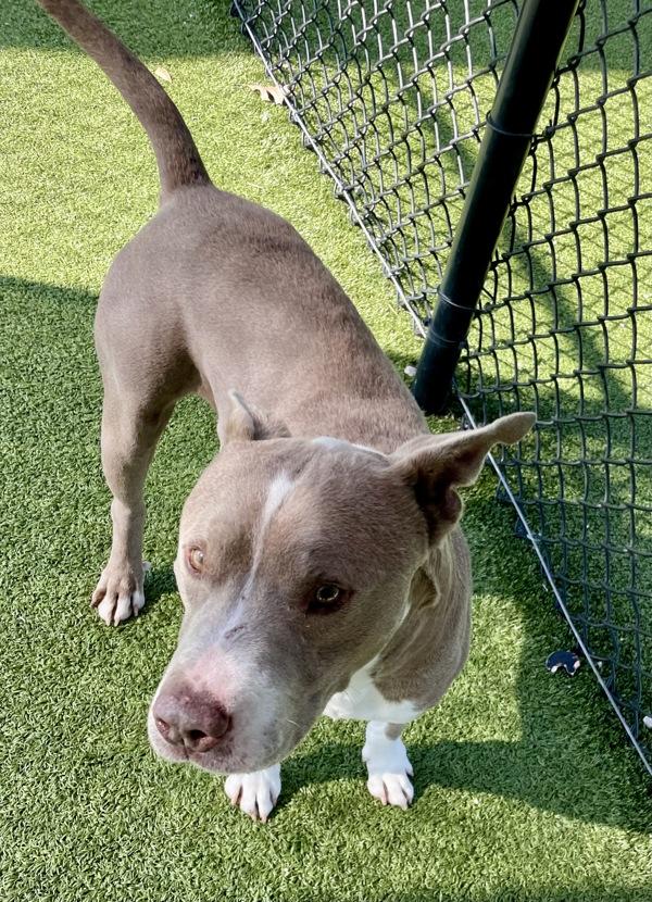 Enlarge Otis, a Adoptable mixed breed in Lafayette, LA image 3/4