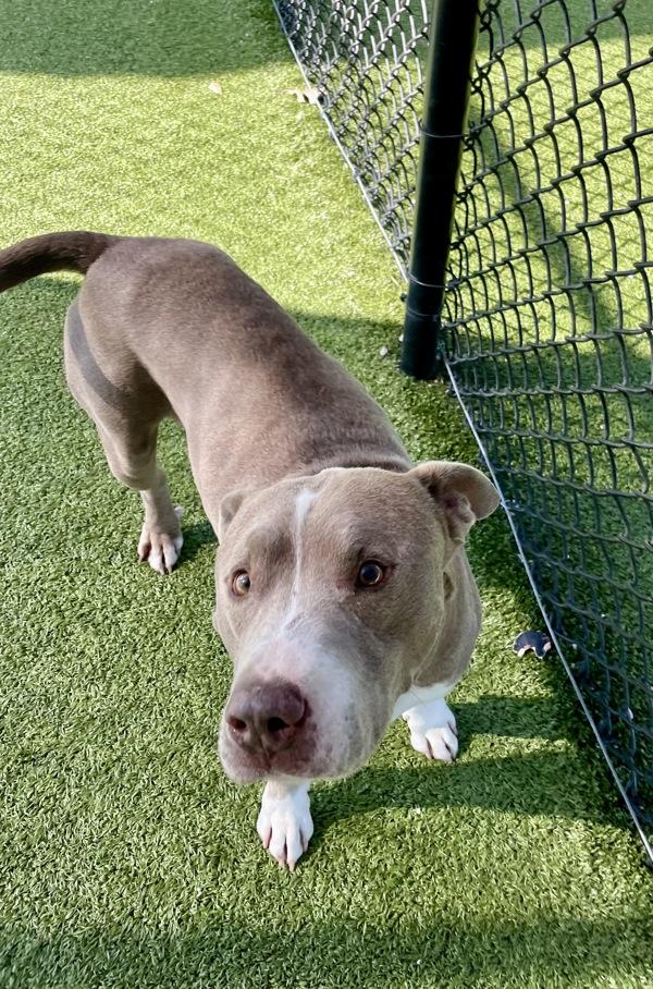 Enlarge Otis, a Adoptable mixed breed in Lafayette, LA image 4/4