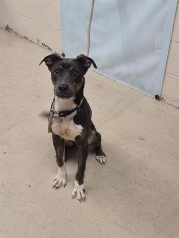 Enlarge FLAPJACK, a Adoptable mixed breed in Dayton, OH image 1/1