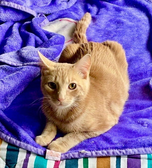 Enlarge Avery, a Adoptable mixed breed in Hasbrouck Heights, NJ image 1/6