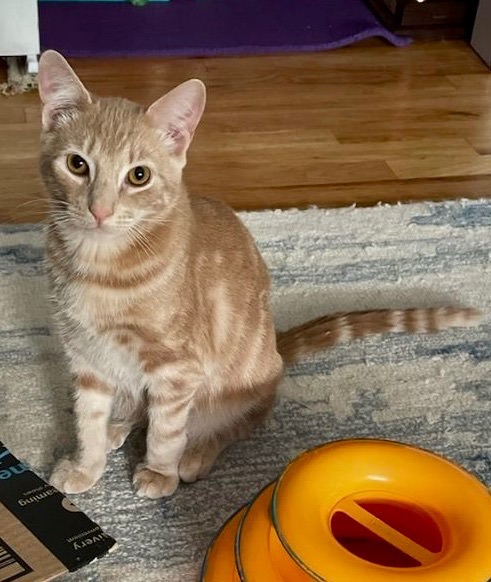 Enlarge Avery, a Adoptable mixed breed in Hasbrouck Heights, NJ image 2/6