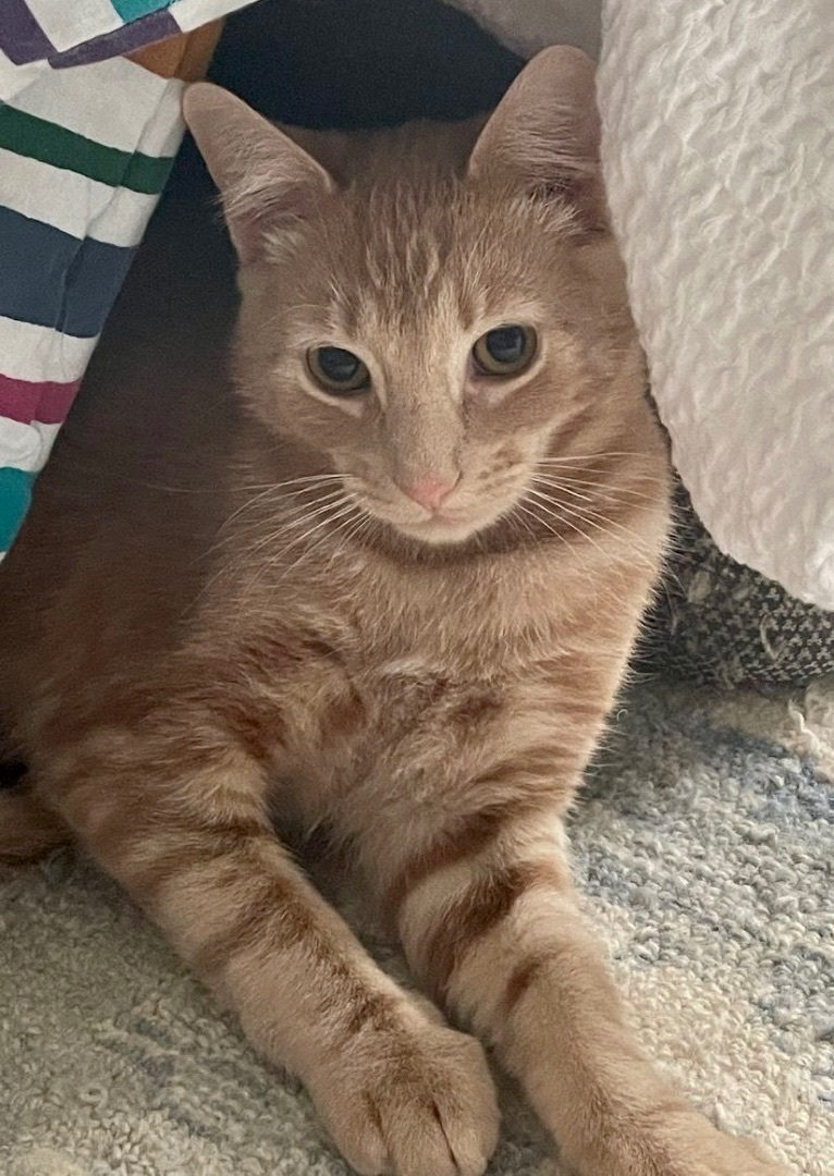 Enlarge Avery, a Adoptable mixed breed in Hasbrouck Heights, NJ image 3/6