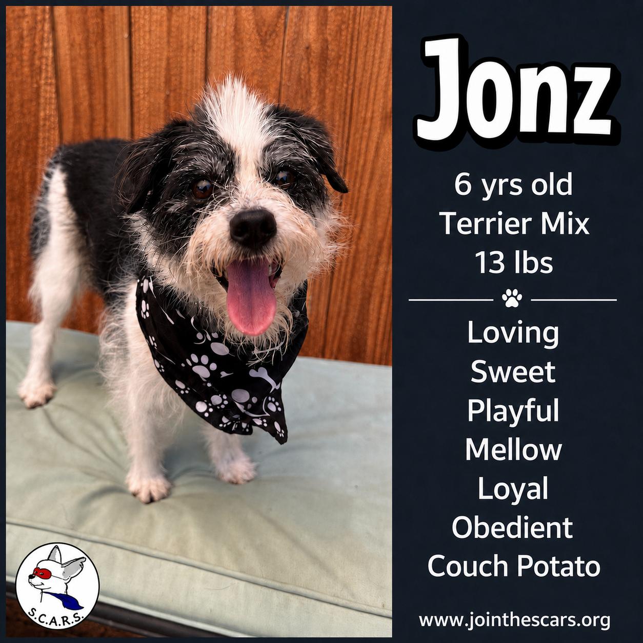 JONZ, Adoptable, Adult Male Terrier & Mixed Breed.